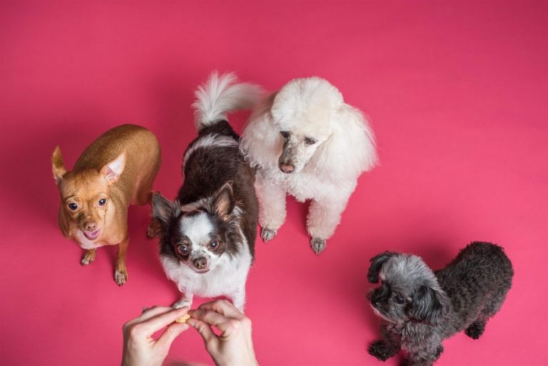 Over ons Gezonde hond zonder Giardia infectie bij dierenarts controle